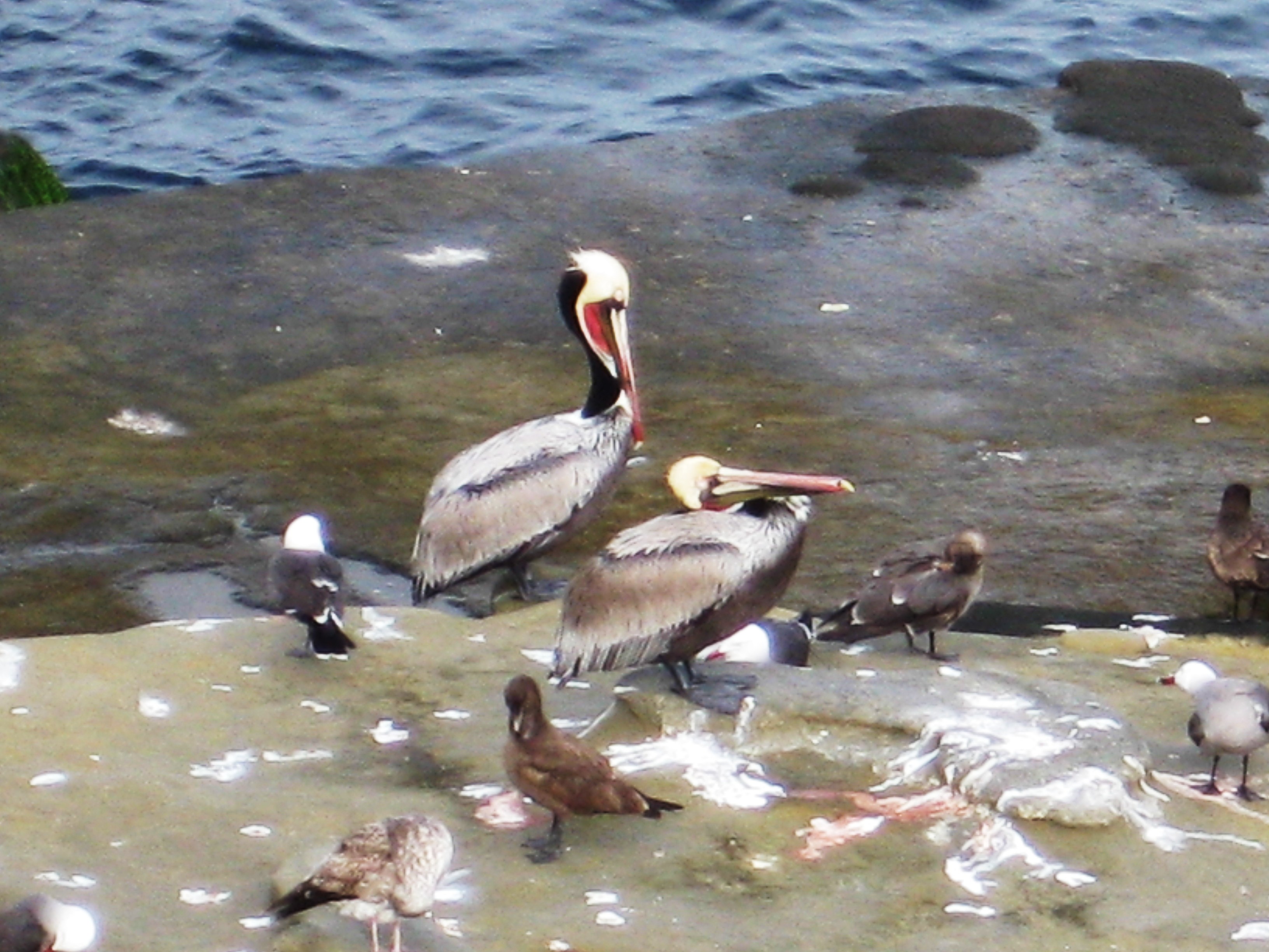 Pelicans and gulls