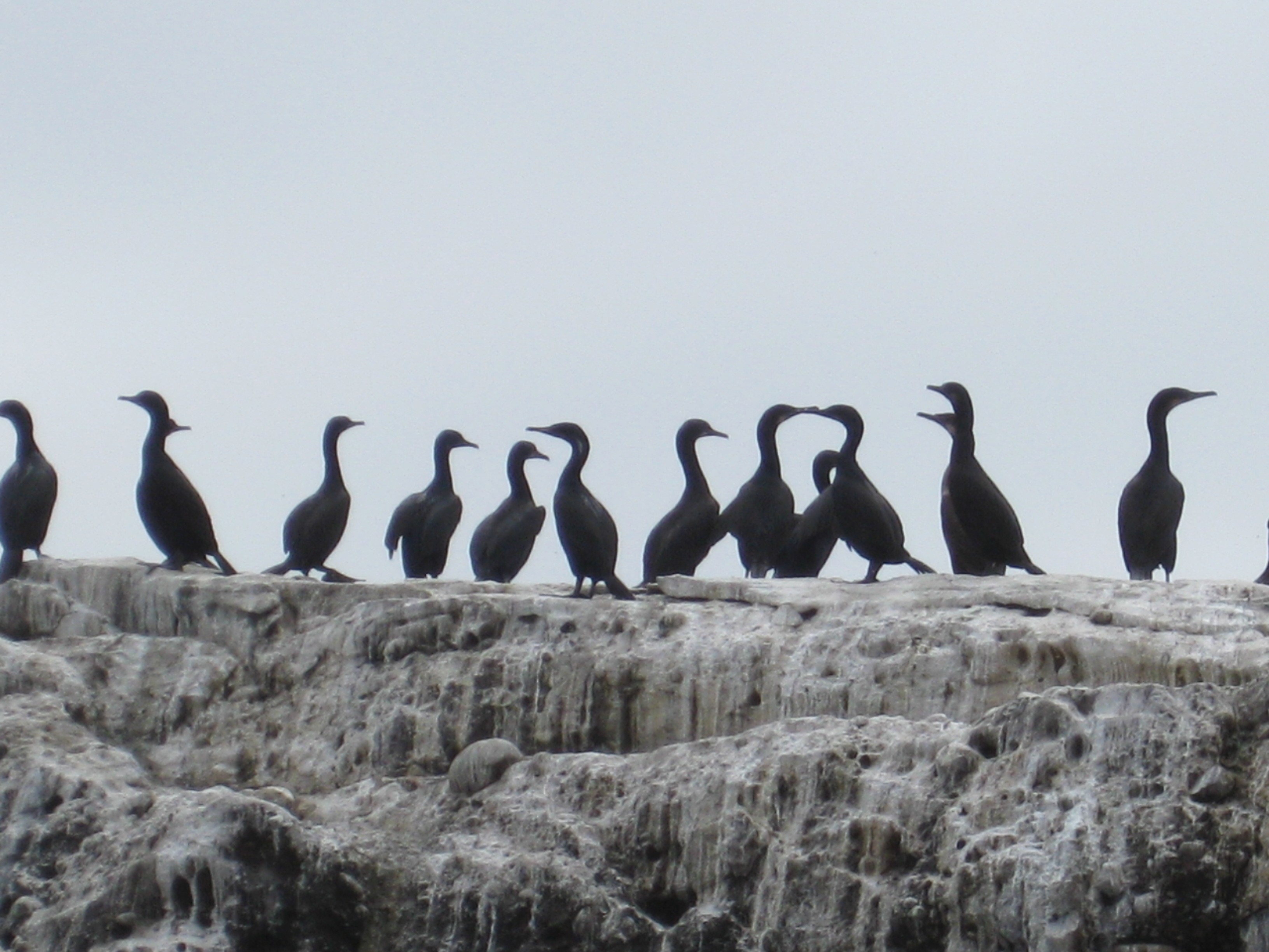 Cormorans