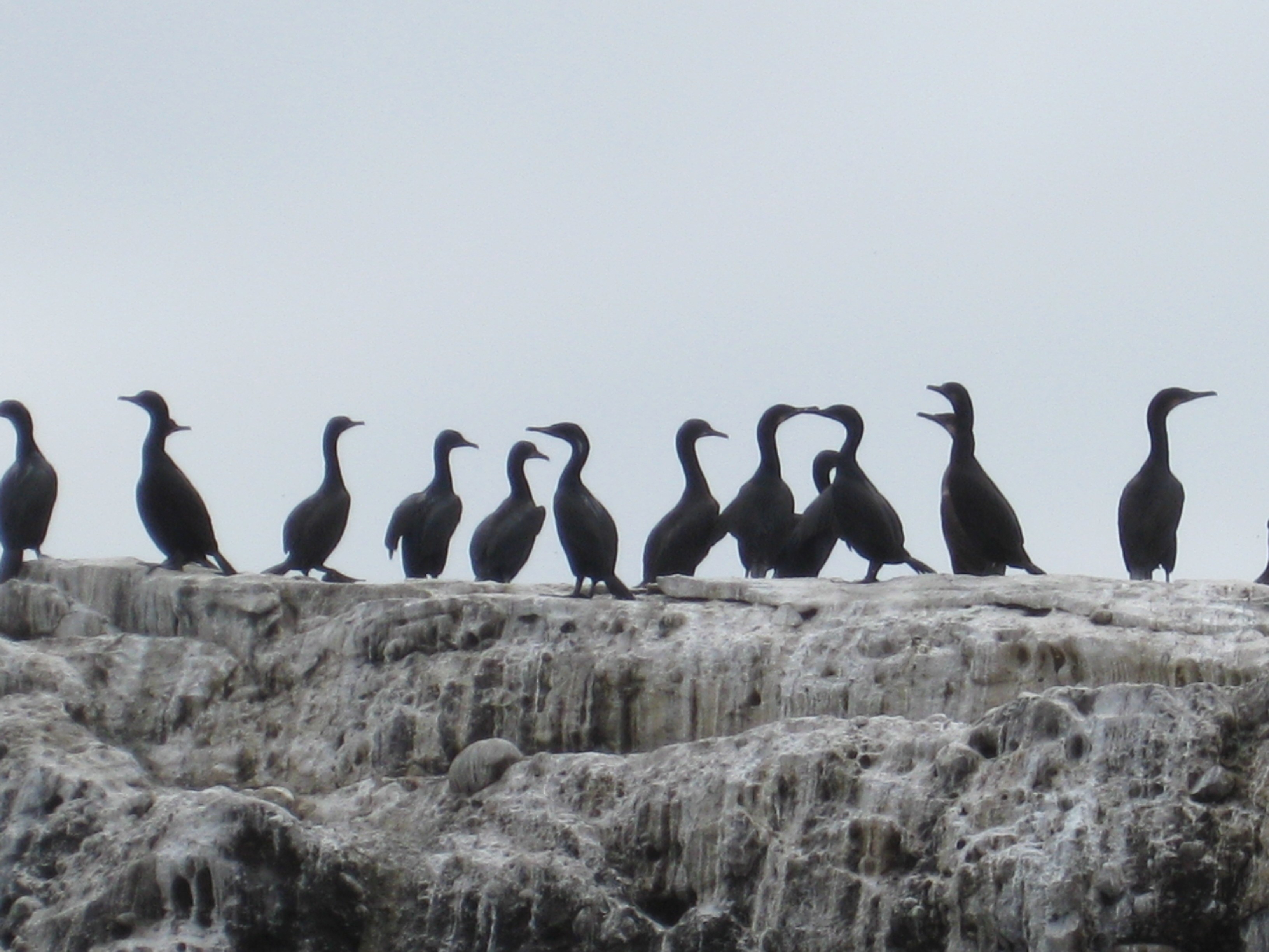 Cormorans