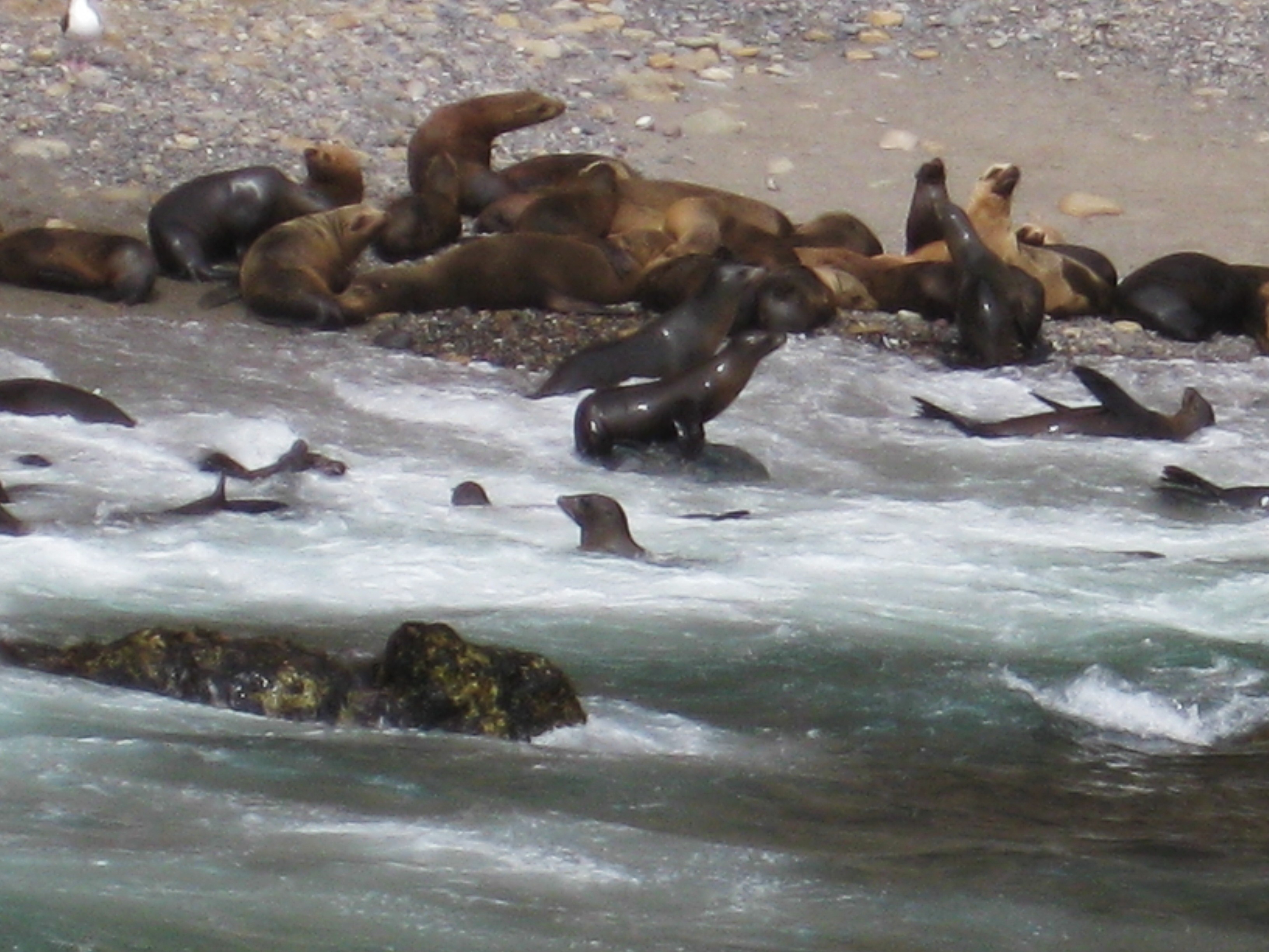 Sea Lion heaven