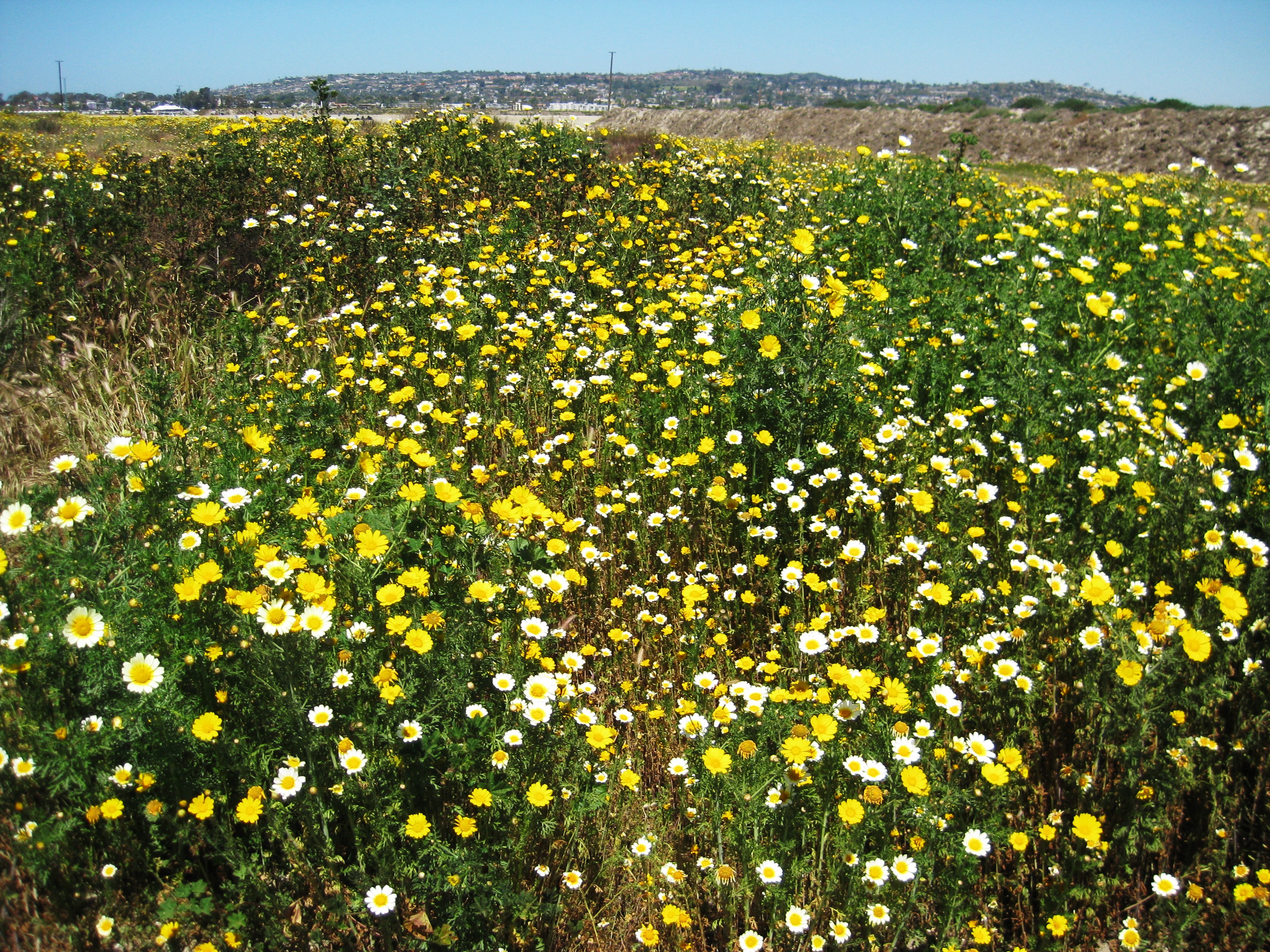 Larks singing in the meadows