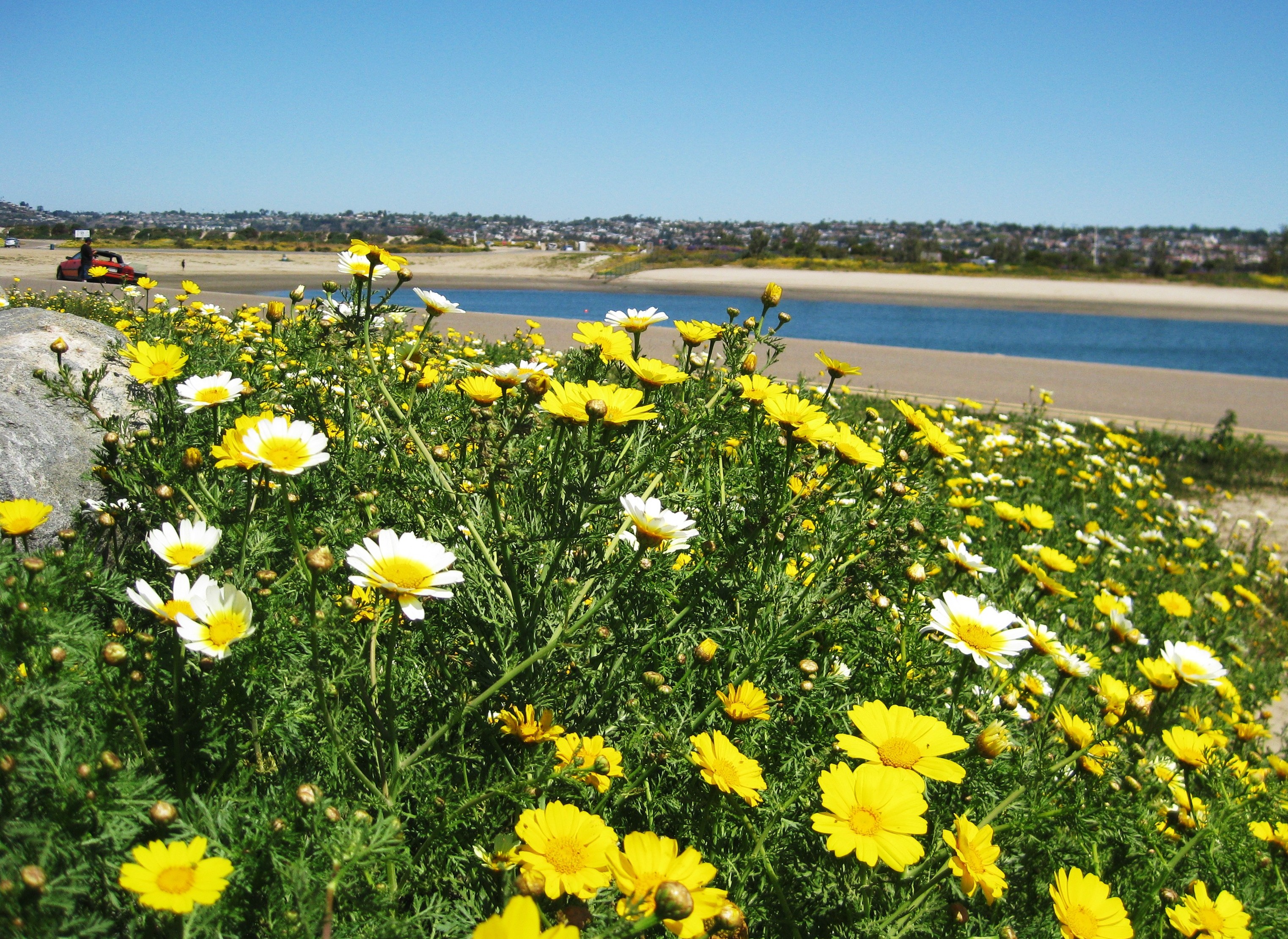 Flowers and ocean breezes