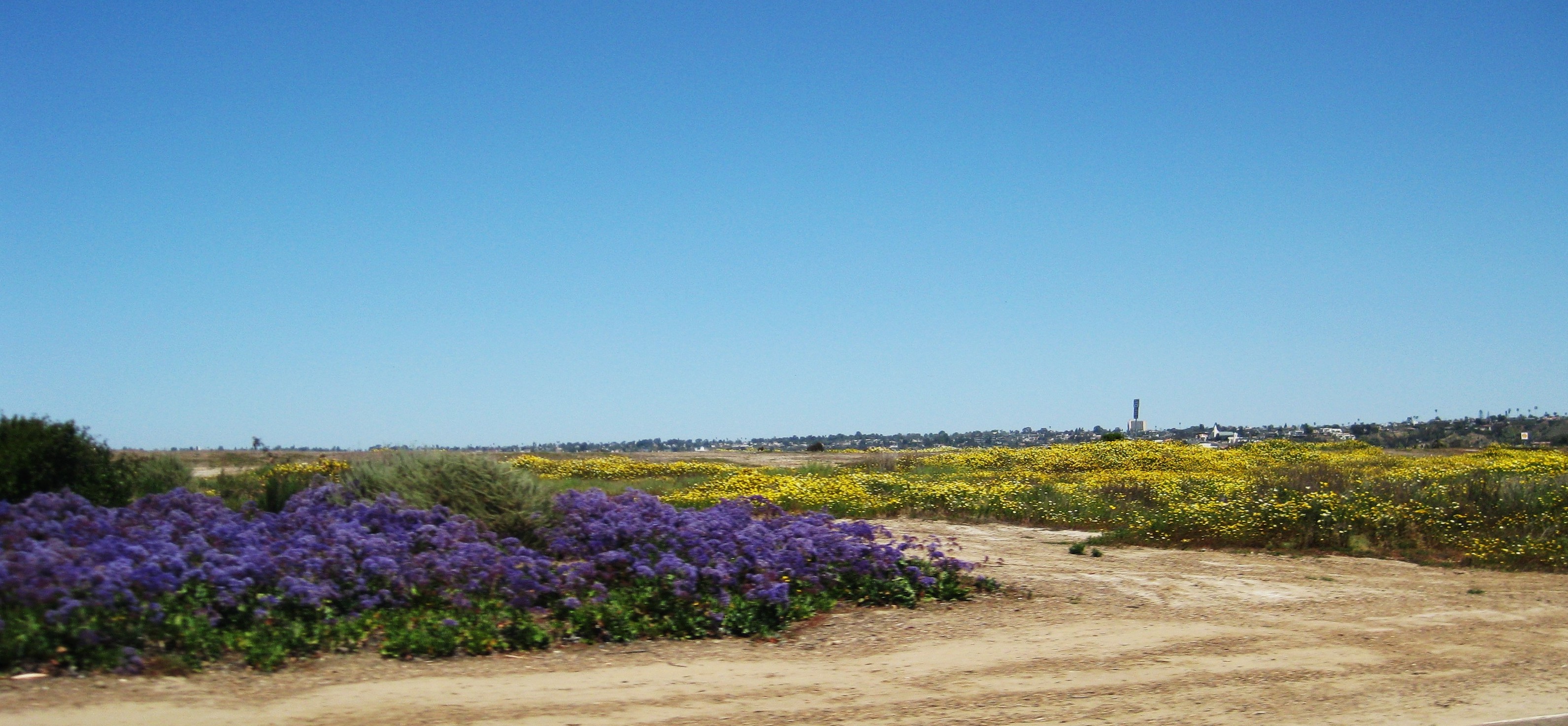 Spring bloom everywhere