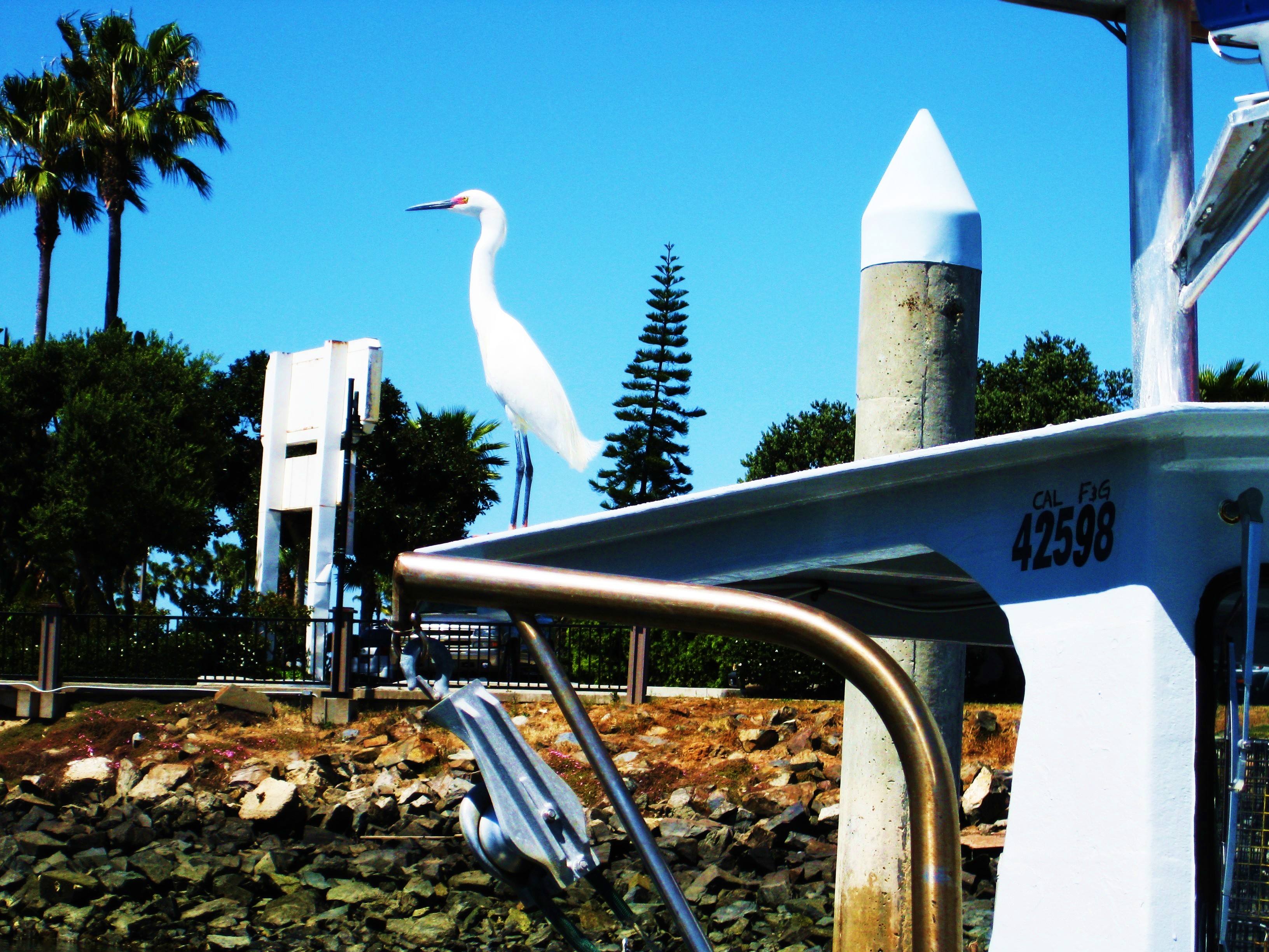 A snowy white Egret on the boat