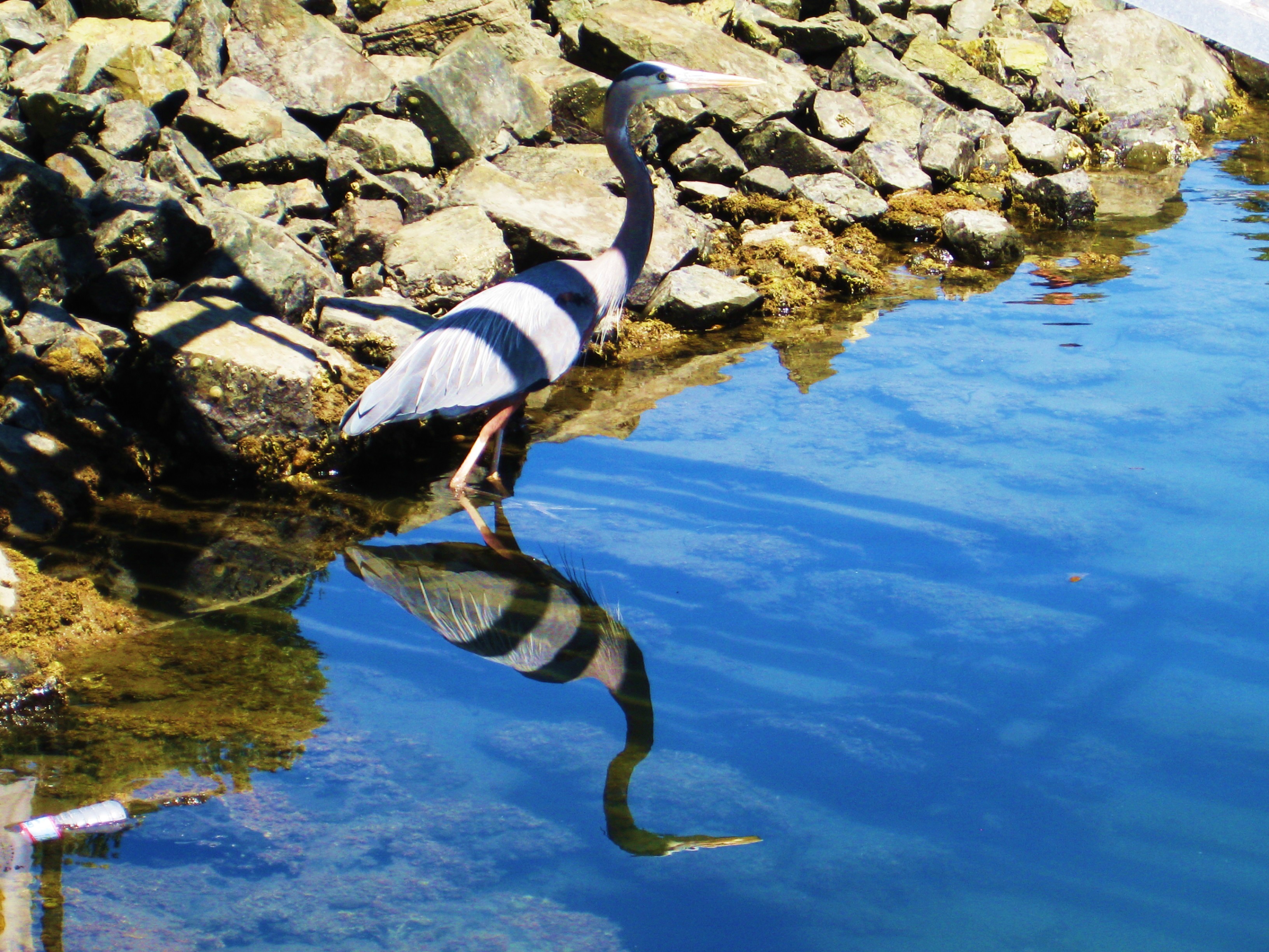 A Great Blue Striped Heron??