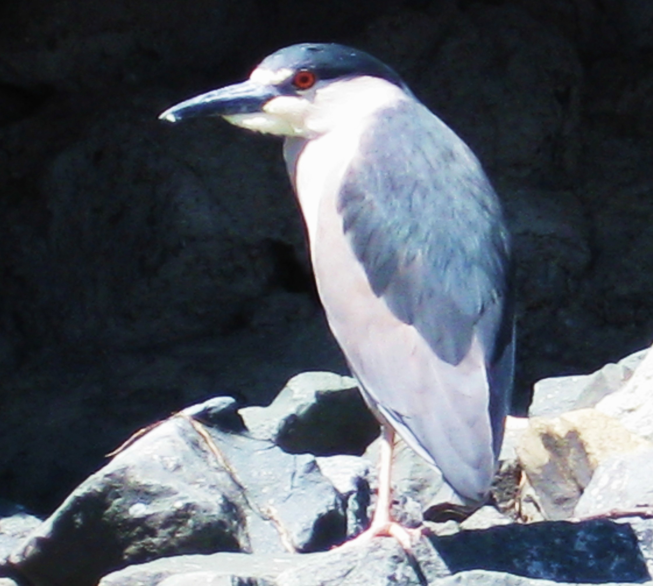 A hungry Night Heron 