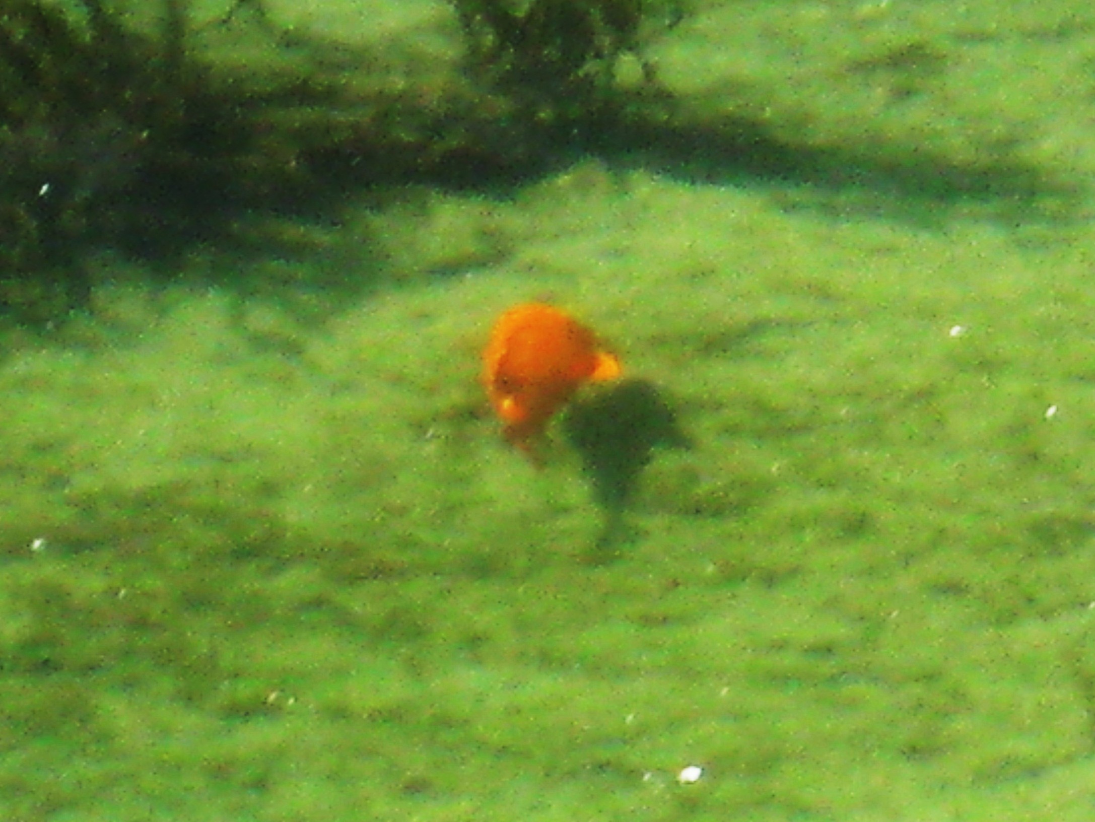 A bright Garibaldi