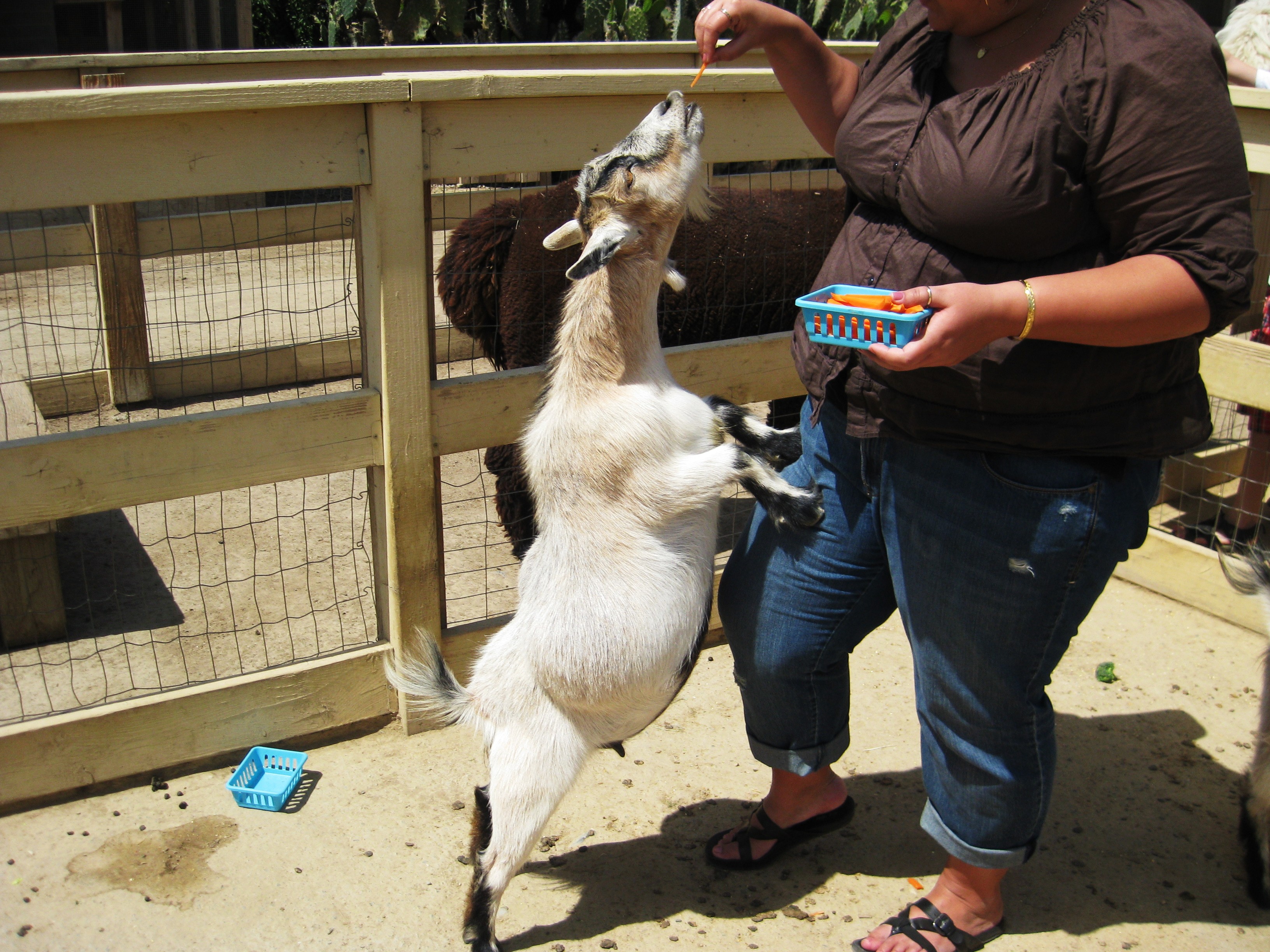 Very hungry mini goats