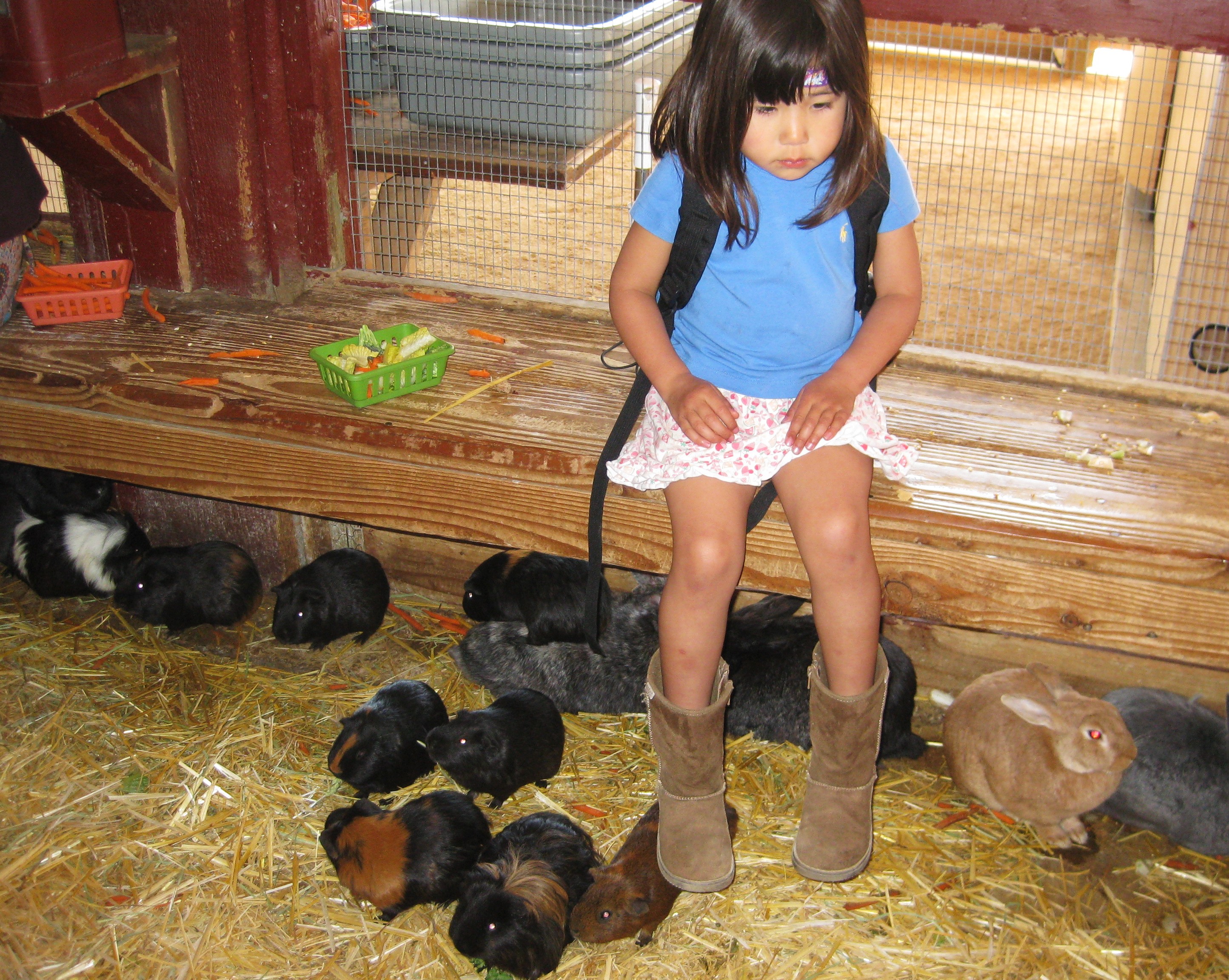 And lots of cute Guinea pigs