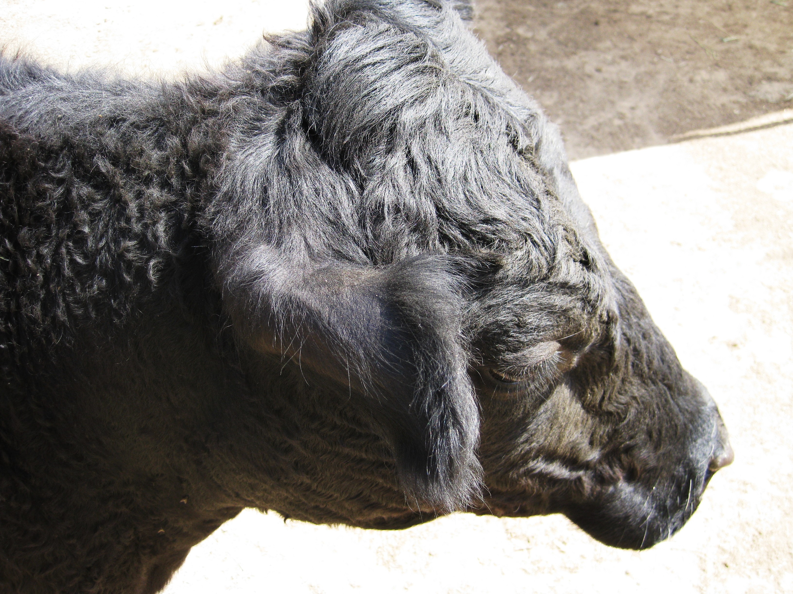 A beautiful Black Angus cow