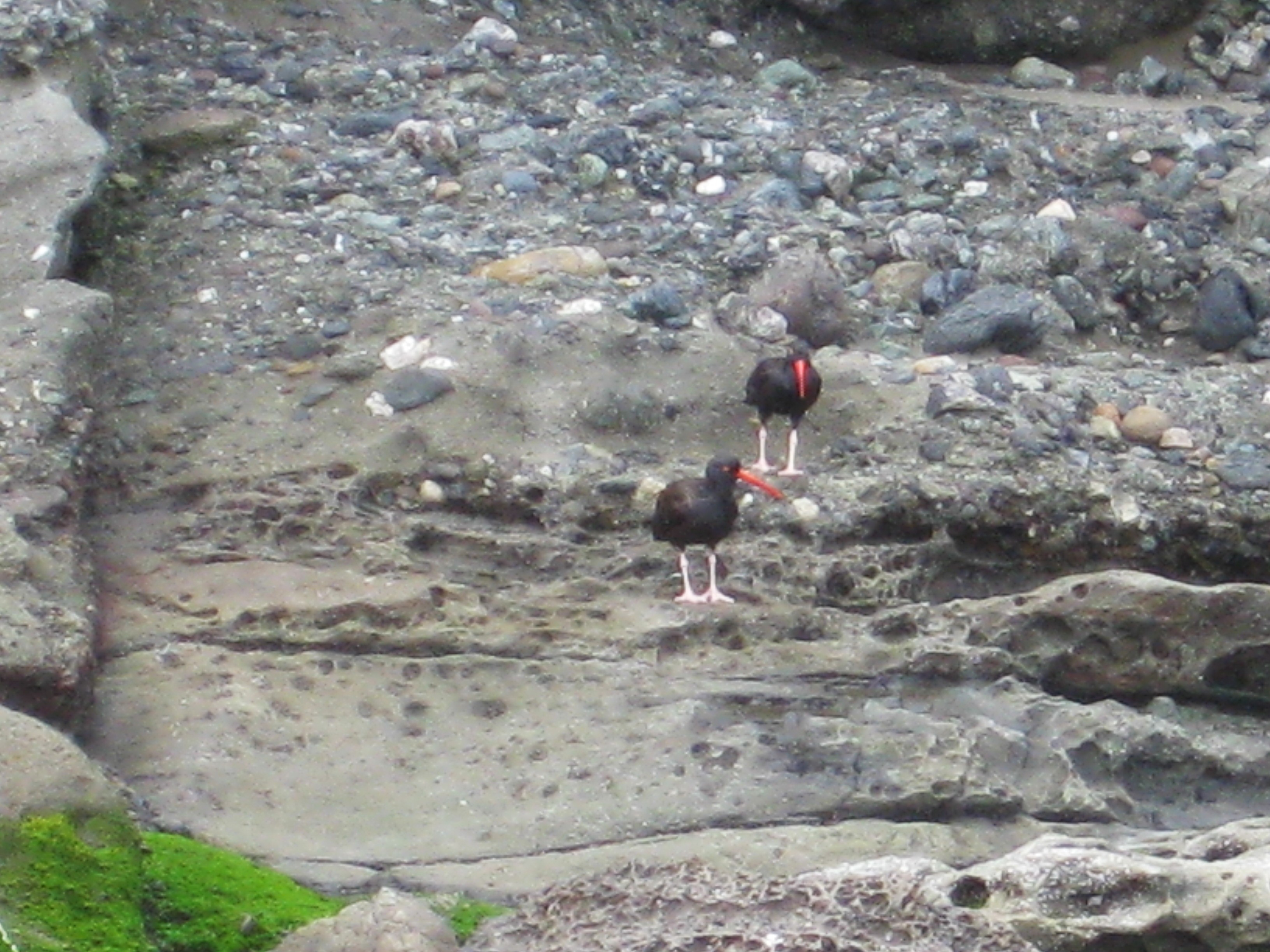 Oyster catcher