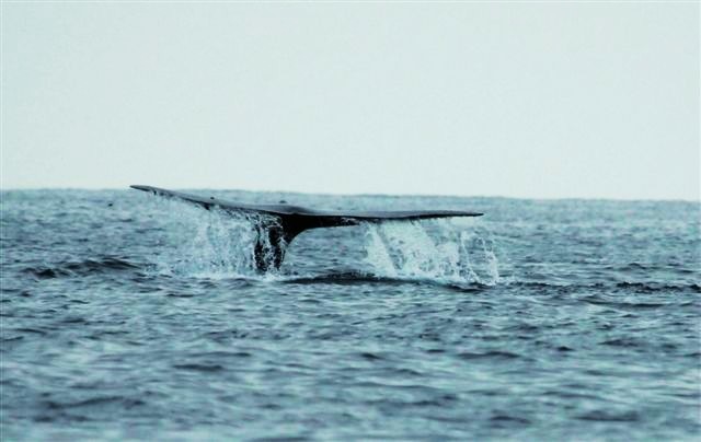 An amazing sight near La Jolla